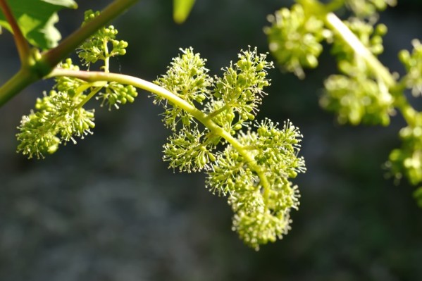Plus de souplesse dans les traitements contre la flavescence dorée