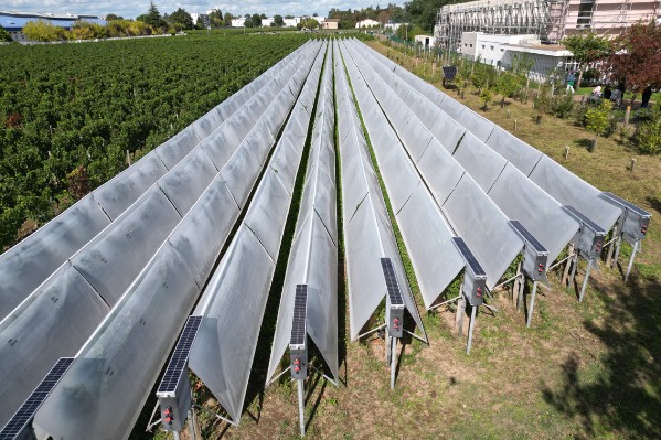 Des vignes voilées à Gevrey-Chambertin ?