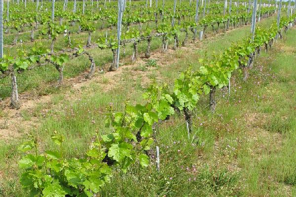 Un itinéraire d'entretien des sols de vignes économe et sans herbicide dans le Beaujolais