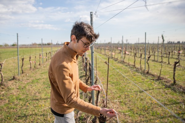 Nouvel élan de solidarité pour les vignerons sinistrés par la grêle, le mildiou, ou la sécheresse