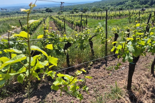 Début de millésime sans pluie ni maladies dans les vignes d’Alsace