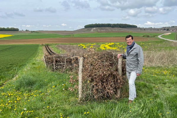 Du bois mort pour favoriser la vie : des vignerons implantent des haies sèches en Champagne