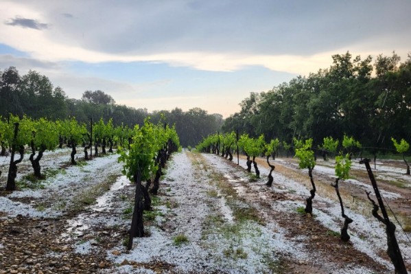 La grêle s'abat sur des vignes du Languedoc, du Var, d’Irouléguy, de Savoie, de Champagne…