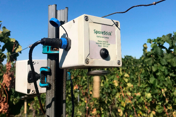 Suivre la sporée aérienne pour lutter contre le mildiou de la vigne : toutes les réponses à vos questions