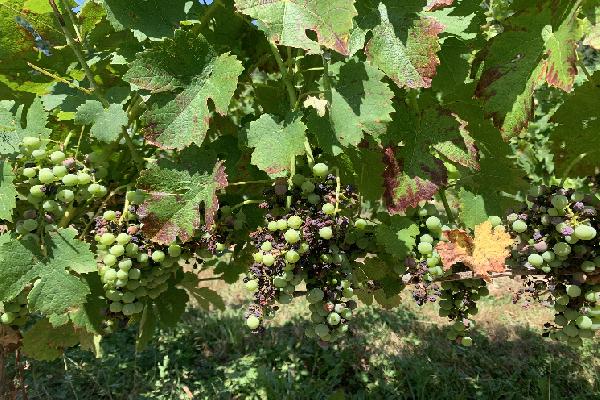 Lorsque le black-rot menace les vignes bio, l'application d'hydrogénocarbonates en renfort du cuivre et du soufre peut faire la différence