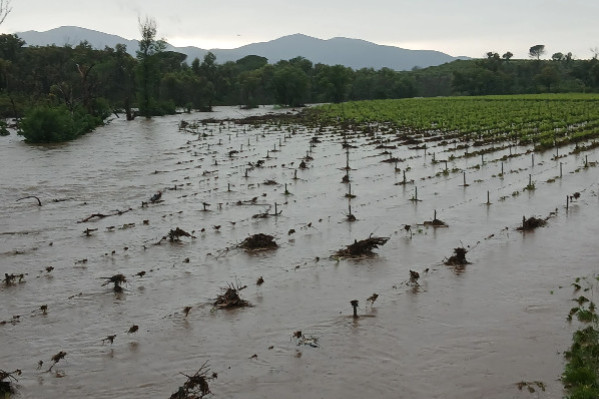 Vignes inondées, grêlées, couchées et déterrées... 'Nous n’avons plus que les yeux pour pleurer'en Provence