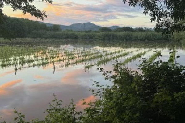 Les photos des vignes provençales sous les eaux