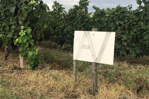 -500 000 €/ha à Pauillac, -25 000 €/ha à Cognac, la crise viticole touche le foncier