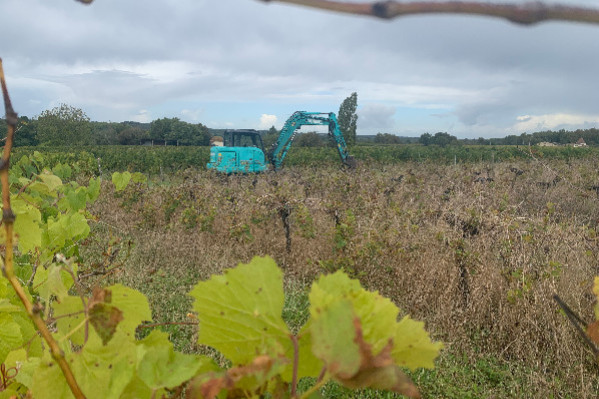 Les 1 500 € d’amende contre les vignes en friche arrivent au Sénat