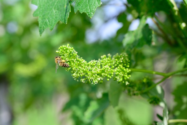 Ils mettent leurs vignes arrachées au profit des abeilles