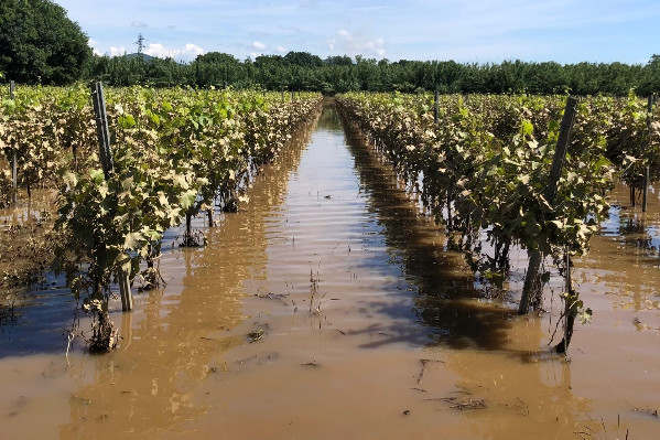 Drones autorisés à voler et traiter les vignes inondées et menacées par le mildiou