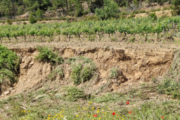 1re dérogation et 1re déception pour le traitement par drone des vignes grêlées et inondées