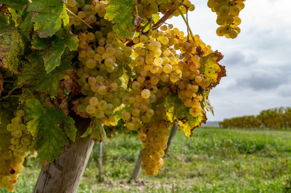 Cognac ne veut pas submerger le marché des vins, mais peut-il l’éviter ?