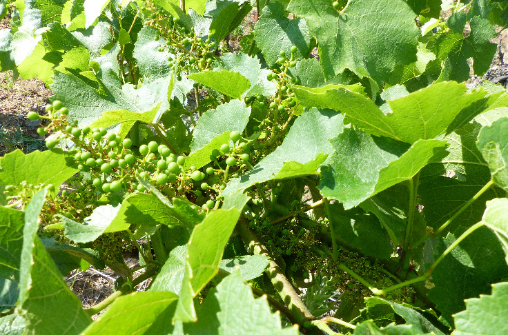 Jusqu'ici, tout va plutôt bien pour les vignes languedociennes
