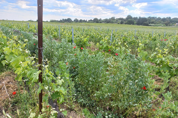 Des mesures pour connaître l'incidence de la viticulture sur l’activité des abeilles