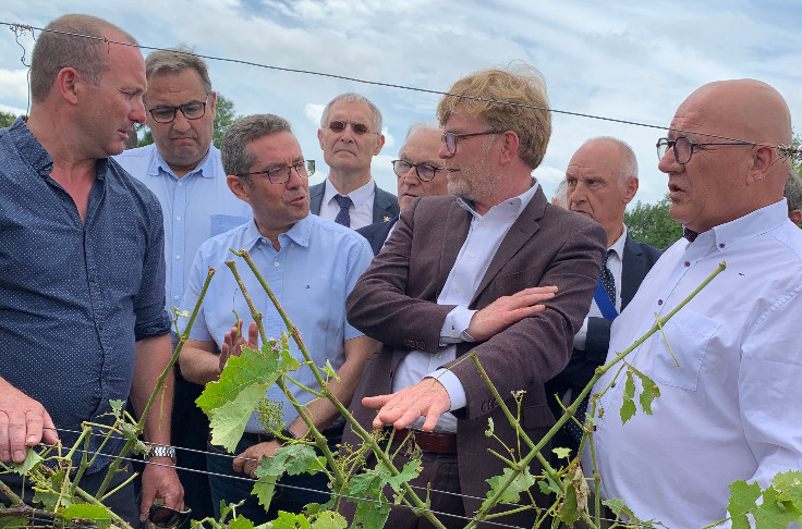 Mesures d’urgence et d’assurance pour les vignes grêlées, et les autres