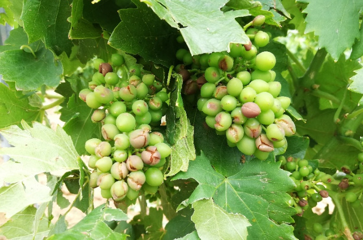 La grêle a aussi touché le vignoble du Roussillon