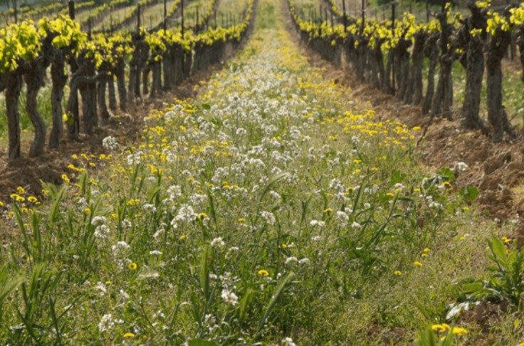 L’Institut Français de la Vigne et du Vin présente sa feuille de route pour la bio
