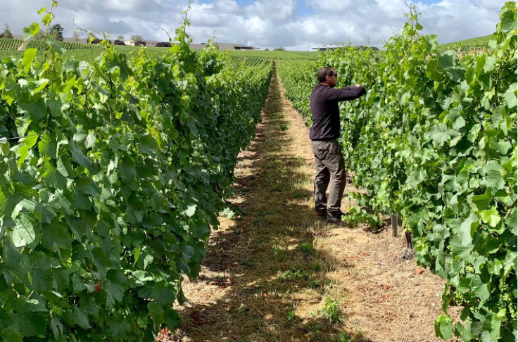 Les Vignes Semi Larges mises en application pour la Champagne   