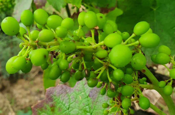 Les vignes du Beaujolais passent entre les gouttes des dégâts de grêle