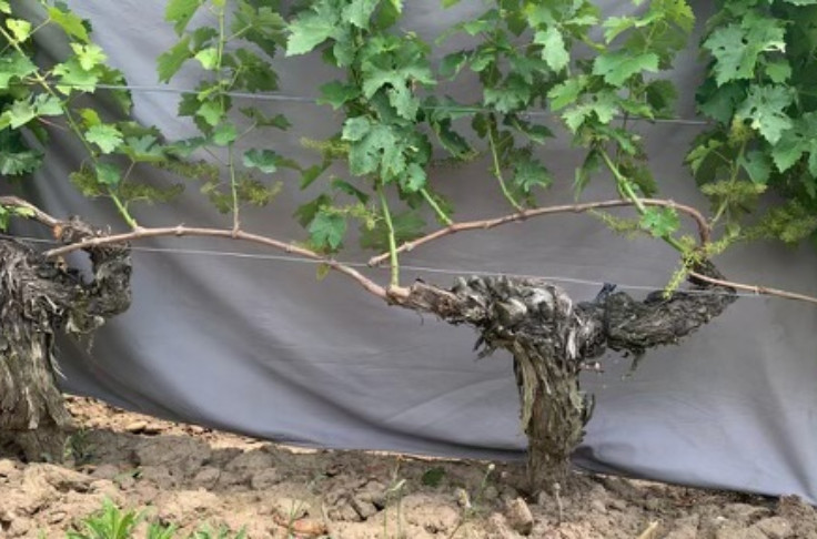 Comment donner le bon pli à ses vignes en guyot double pour éviter l’entassement