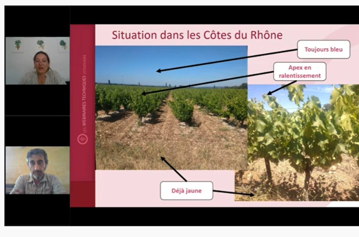 Que penser du début de contrainte hydrique dès la floraison de la vigne ?