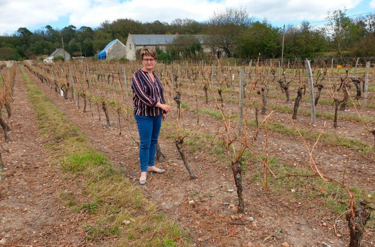  Les vignerons durement touchés par la grêle restent combatifs, malgré la catastrophe 