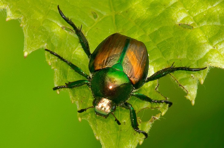 Gros risque d’entrée du scarabée japonais dans le vignoble