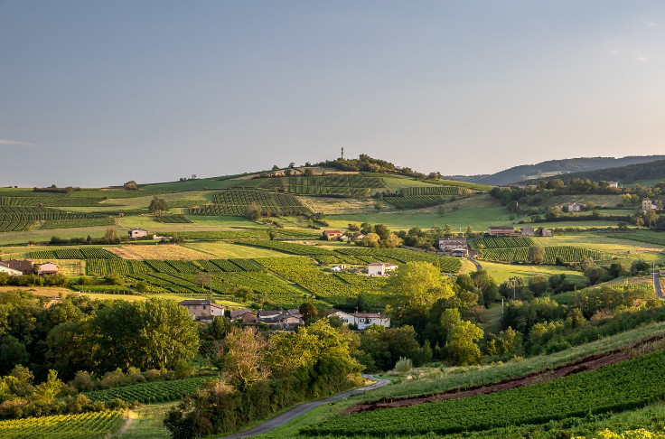 Les vendanges s'annoncent précoces dans le Beaujolais
