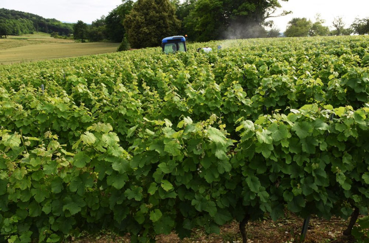 Prix records pour des vignes vendues aux enchères à Arbois