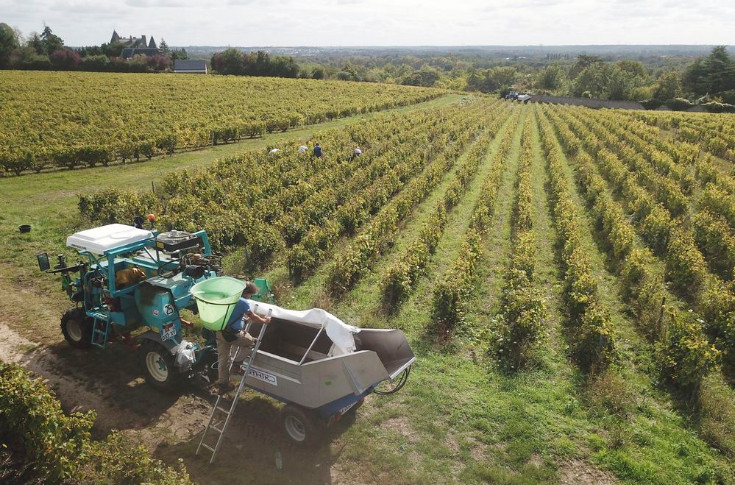 Augmenter de 15 à 20 % le prix des vins compenserait les surcoûts de production
