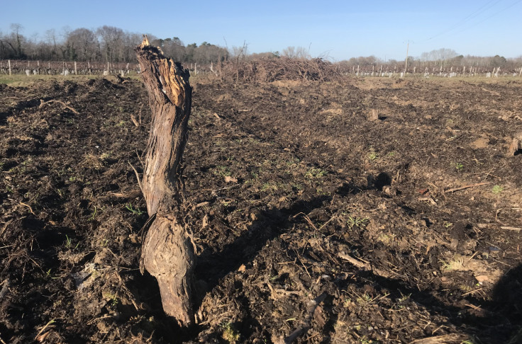 Êtes-vous pour ou contre le retour des primes à l’arrachage des vignes en surproduction ?   
