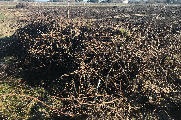 La demande bordelaise d’arrachage suscite la compassion, mais pas le consensus, dans le reste du vignoble