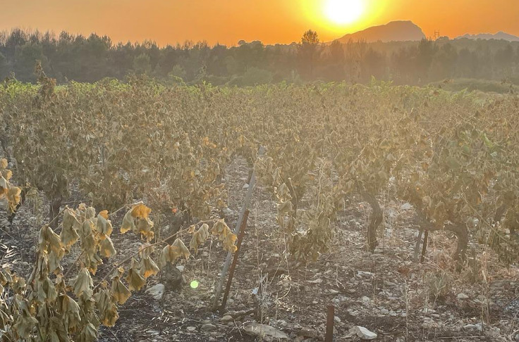 3 ha de vignes grillées par un incendie au domaine de la Triballe