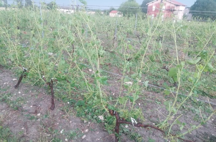 Des milliers d’hectares de vigne ravagés par la grêle à Bordeaux et Cognac