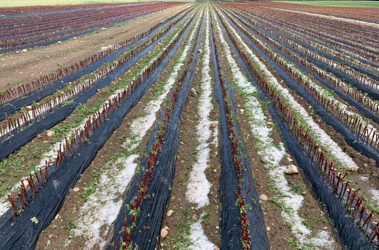 La grêle fait craindre une pénurie de plants de vigne