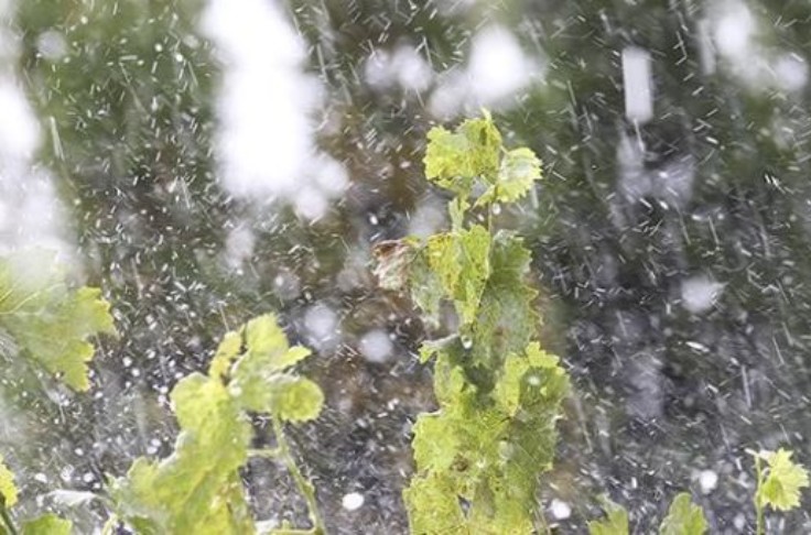 Énièmes dégâts de grêle dans les vignobles
