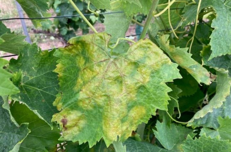 L’état sanitaire du vignoble se dégrade après le passage des orages