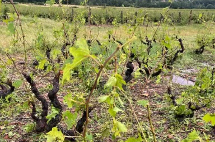 La grêle frappe encore les vignes du Beaujolais et de la Bourgogne
