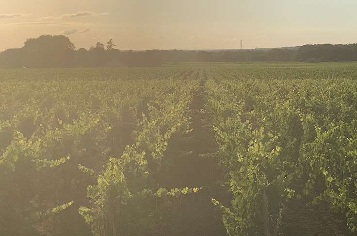 Les vins AOC soutiennent le besoin d'arrachage primé à Bordeaux