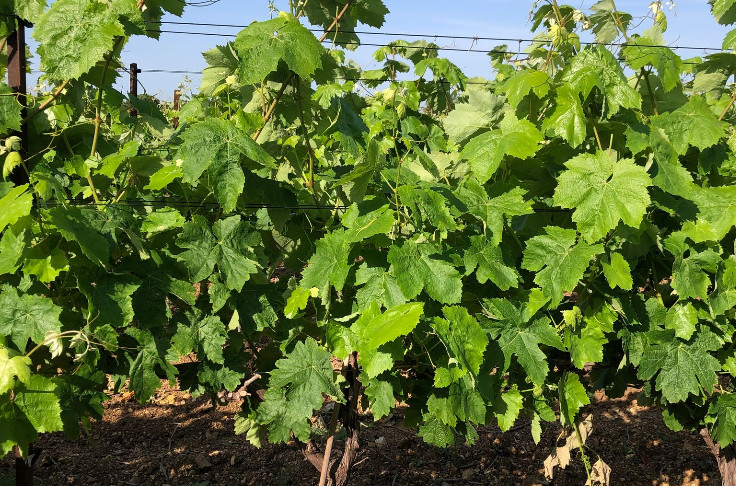 “No miracle grape variety” meets all the challenges of climate change “No miracle grape variety” meets all the challenges of climate change