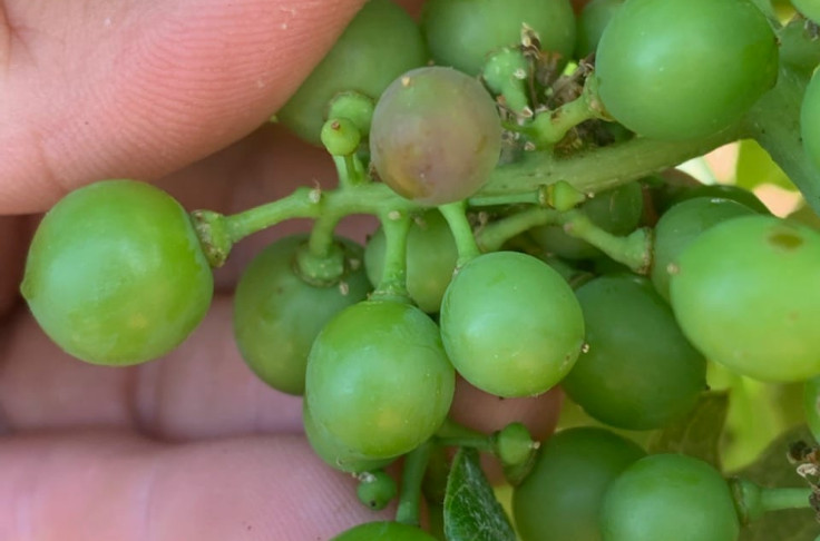 Début de véraison dans le vignoble méridional, la précocité s’y confirme