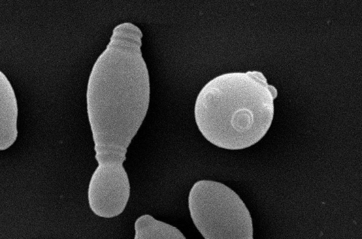Une levure non-saccharomyces pour des vins blancs et rosés hyper floraux 