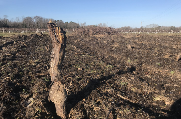 Avis tranchés sur une aide à l’arrachage du vignoble de Bordeaux