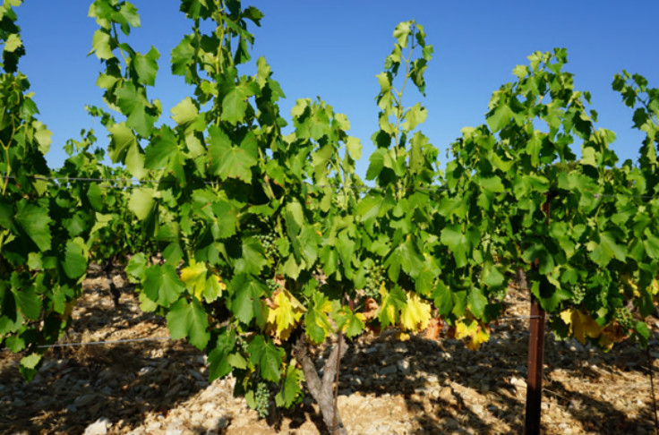 Toujours un manque d'eau record dans les vignobles du Rhône
