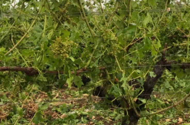 La grêle martèle 250 ha de vigne en Champagne   