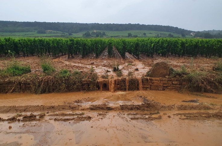 Dans les vignes de Bourgogne après le déluge, la grêle et des mini-tornades...