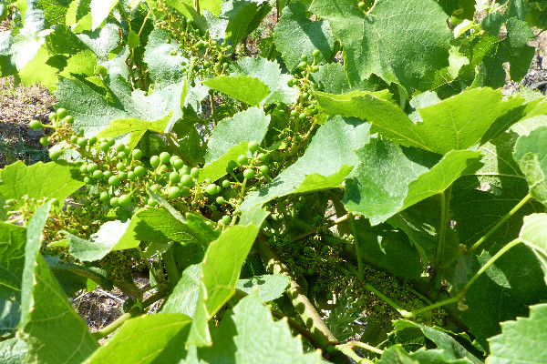 Jusqu'ici, tout va plutôt bien pour les vignes languedociennes