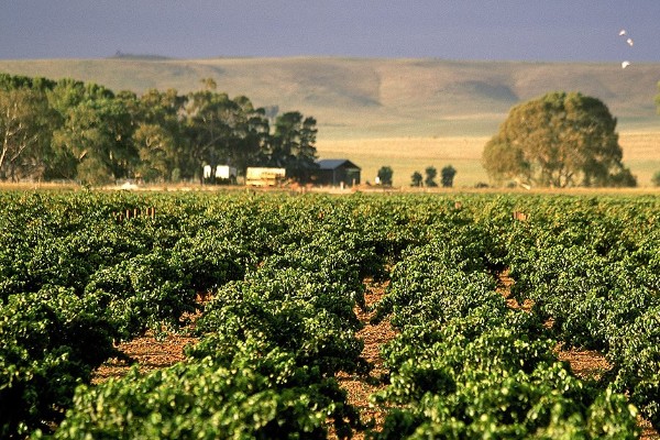 De l’impérieuse nécessité de diversifier les marchés export de ses vins