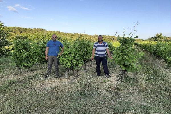  Ces viticulteurs ne se laissent plus surprendre par le black-rot